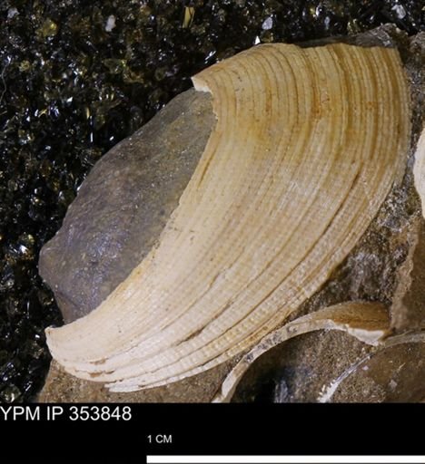 Limopsis striatopunctatus