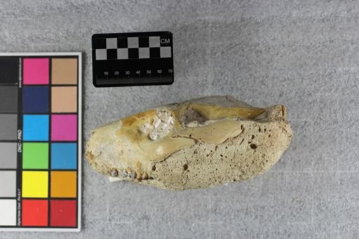 Merycoidodon culbertsoni culbertsoni