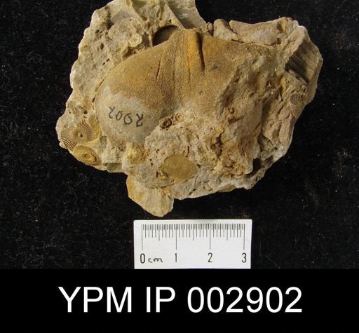 Rhenothyris compressa