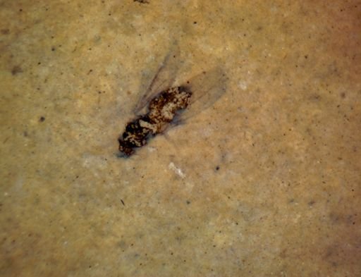 Diptera?