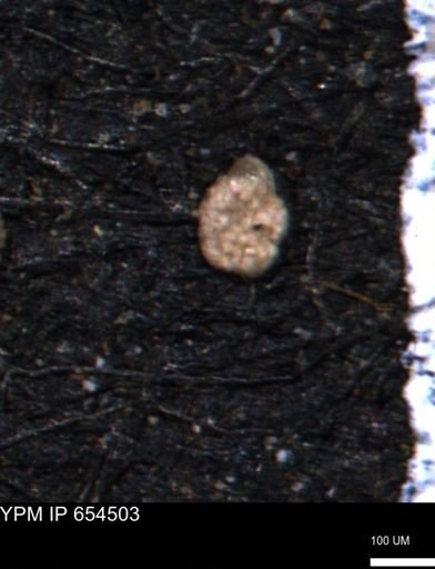Ammobaculites euides