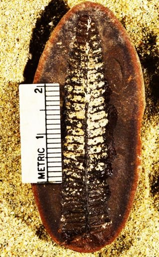 Pecopteris lamurensis