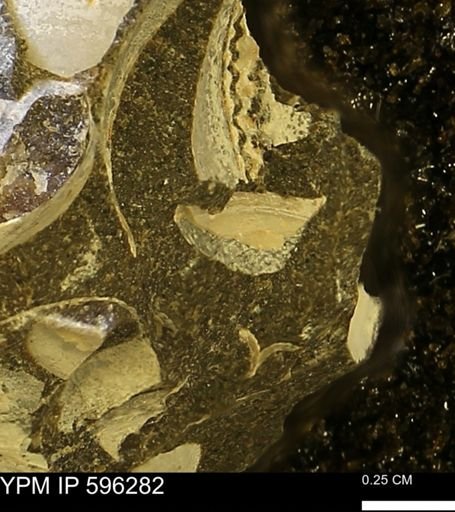 Limopsis striatopunctatus