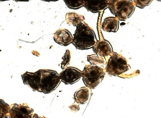 Pterocella