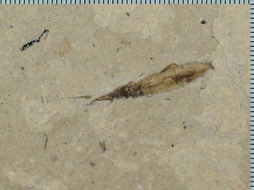 undet. Gerridae