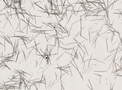 Halichondria