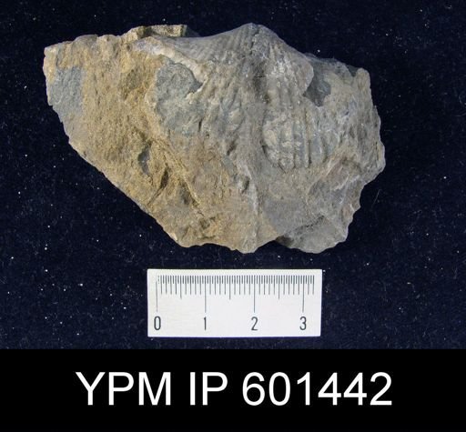 Paraspirifer sp.