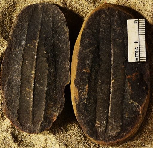 Pecopteris sp.