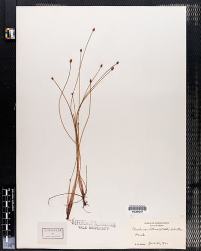 Eleocharis obtusa