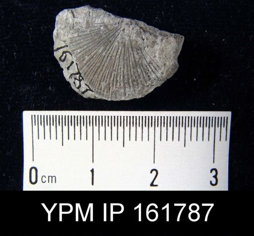 Schuchertella subplana