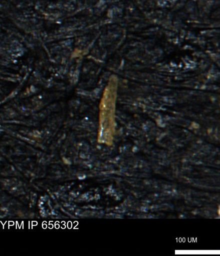Verneuilinoides kansasensis
