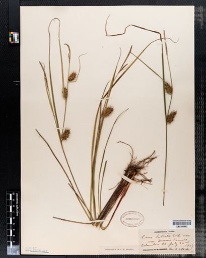 Carex bullata