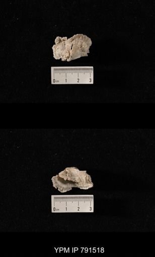 undet. Brachiopoda