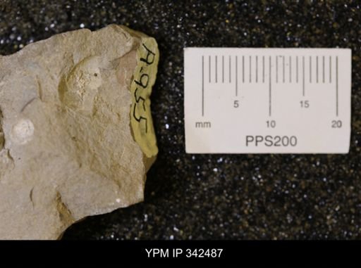 undet. Mollusca