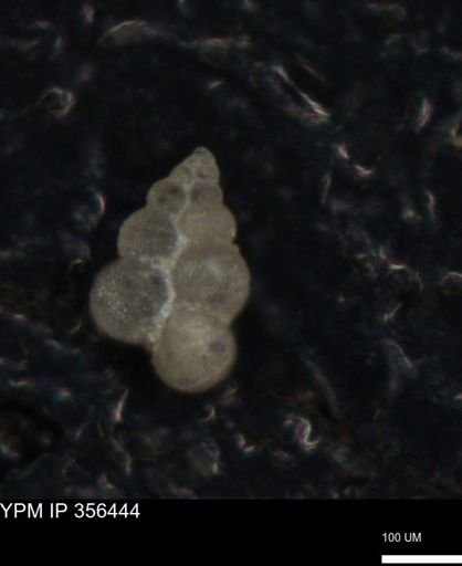 undet. Foraminiferida