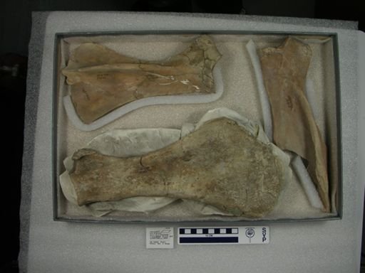 Equus sp.