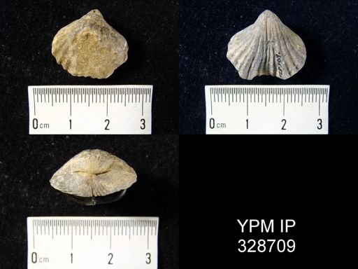 undet. Rhynchotrematoidea