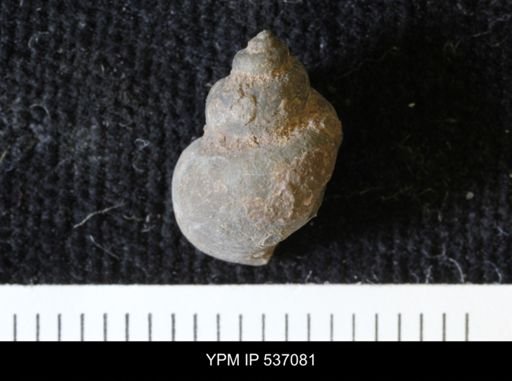 Viviparus montanaensis