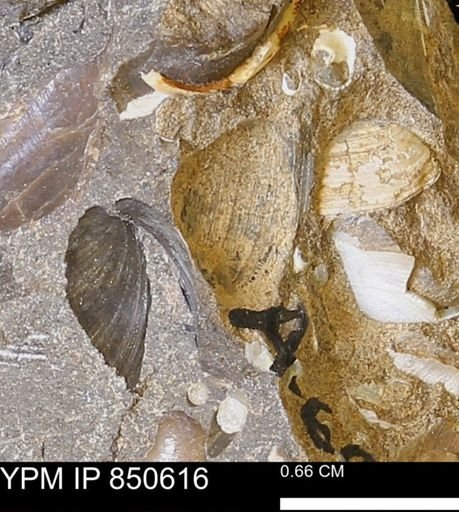 Limopsis striatopunctatus