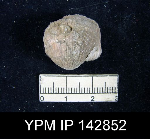 Productus tumidus?