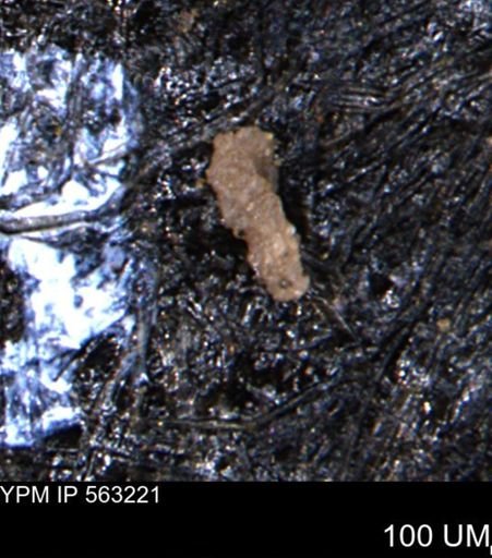 Verneuilinoides hectori