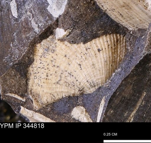 Parallelodon sp.