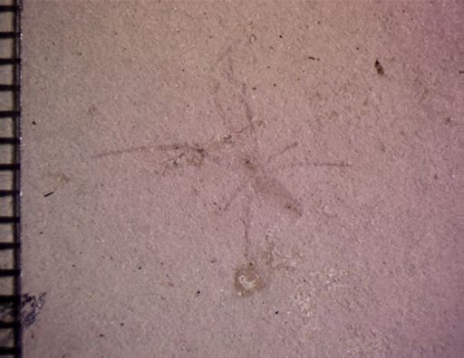 undet. Araneidae