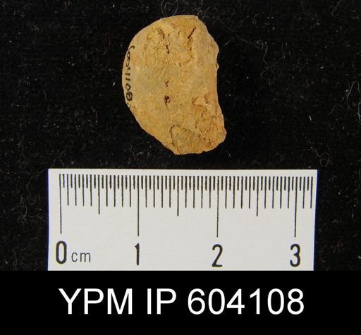undet. Brachiopoda