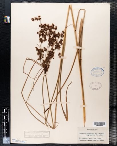 Scirpus cyperinus
