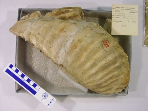 Mammuthus columbi?