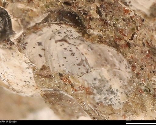 Corbulamella gregaria