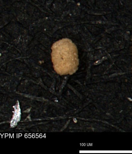 undet. Foraminiferida