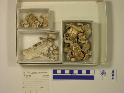 undet. Actinopterygii