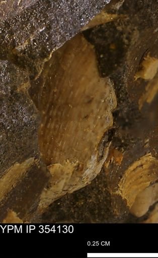 undet. Bivalvia