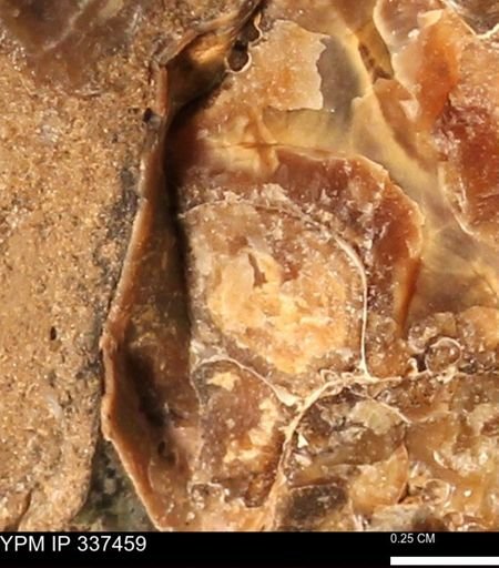 Hoploscaphites?