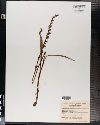 Habenaria