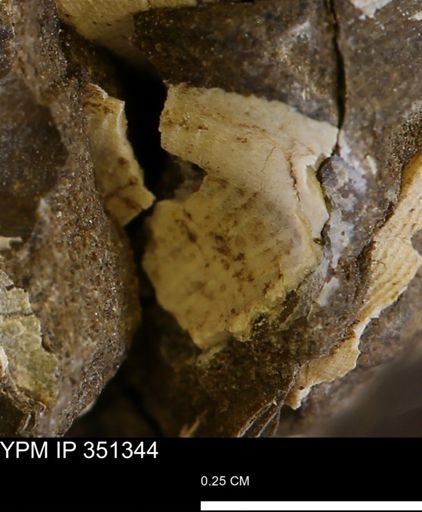 undet. Bivalvia