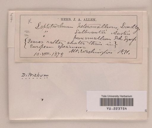 Ditrichum heteromallum