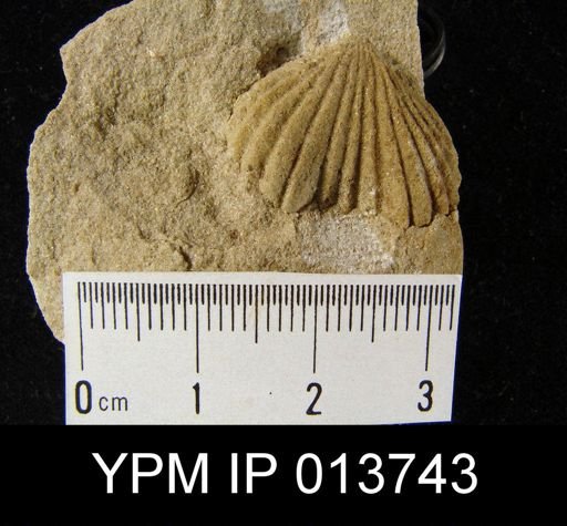 Camarotoechia contracta
