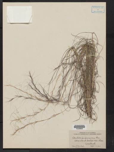 Aristida purpurascens