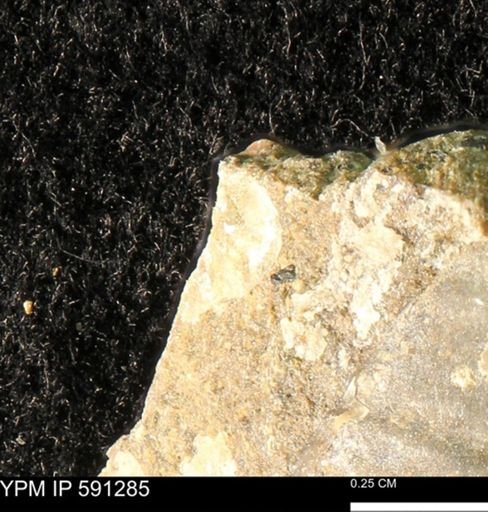 undet. Bivalvia