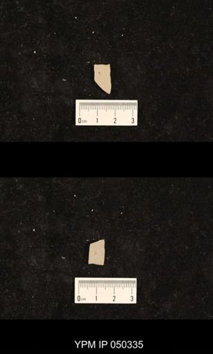 undet. Hexapoda