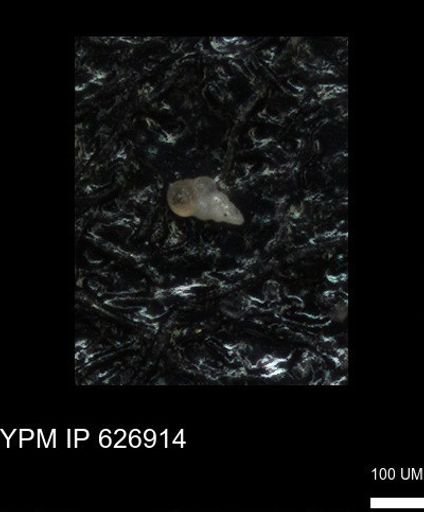 undet. Heterohelicidae