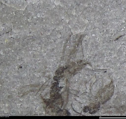 undet. Insecta