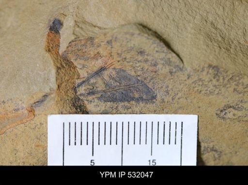 Eoconularia?