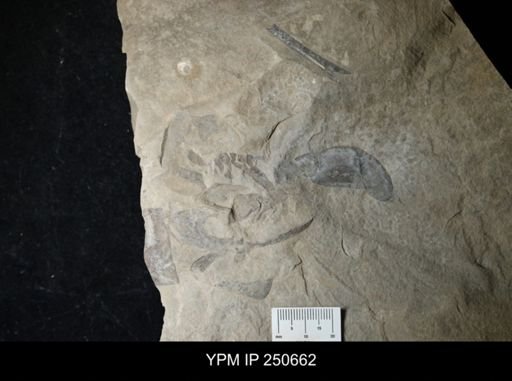 Eurypterus sp.