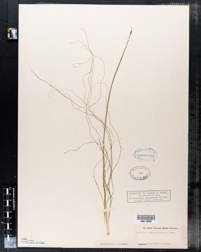 Scirpus subterminalis