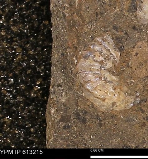 Scaphites sp.
