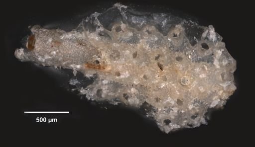 Smittoidea prolifica