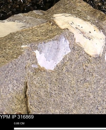 undet. Mollusca